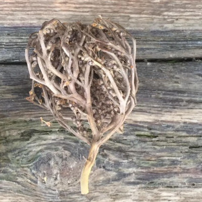 Rose of Jericho